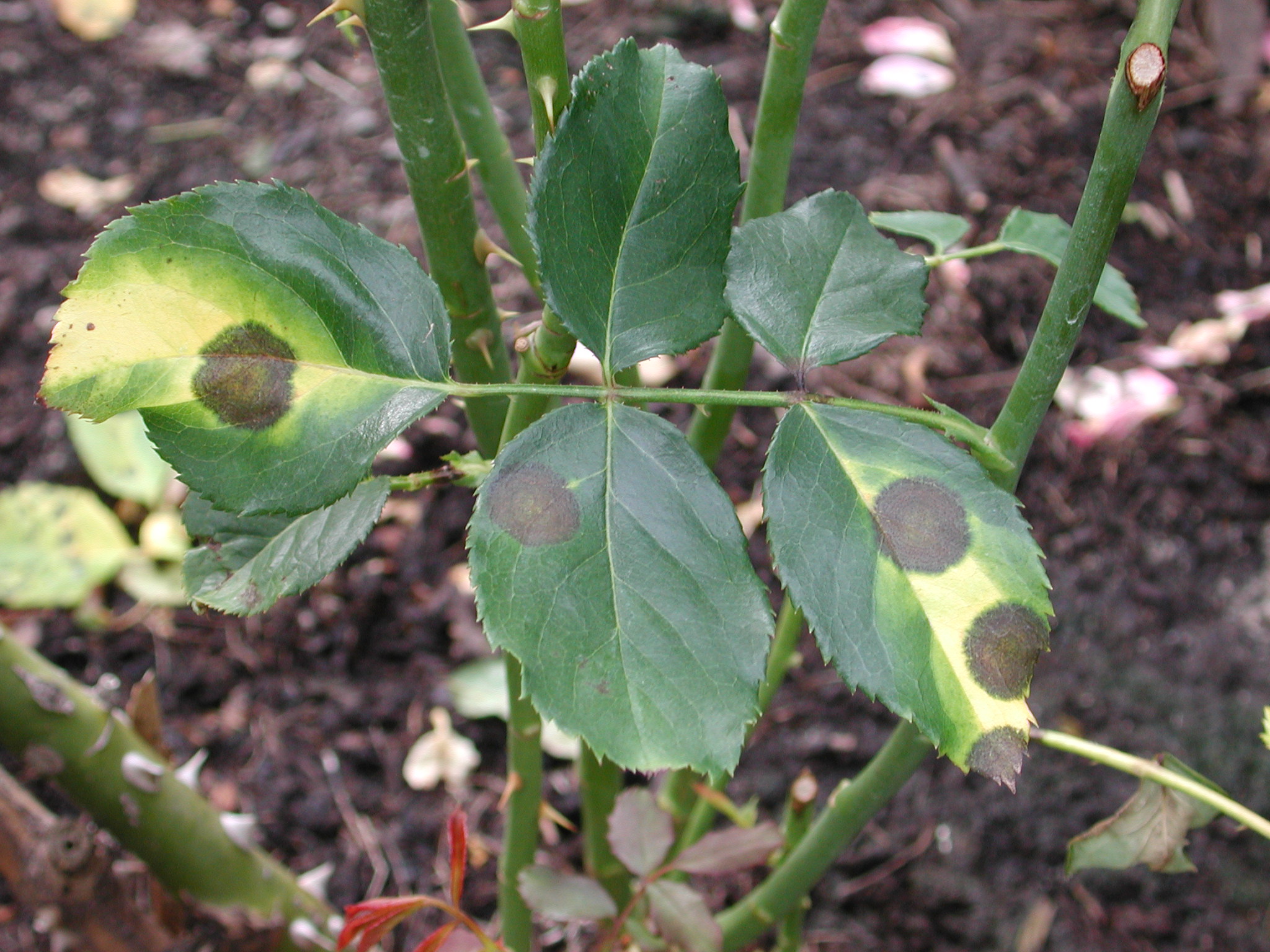 Reduce Defoliation From Rose Black Spot