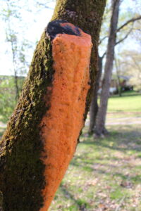 Orange goo on cut dogwood branch