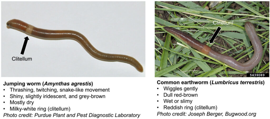 The image shows two worms. One worm is grey-brown with a milky white ring. The other worm is red-brown with a reddish ring. The text reads “Jumping worm (Amynthas agrestis): Thrashing, twitching, snake-like movement; Shiny, slightly iridescent, and grey-brown; Mostly dry; Milky-white ring (clitellum); Photo credit: Purdue Plant and Pest Diagnostic Laboratory”; “Common earthworm (Lumbricus terrestris); Wiggles gently; Dull red-brown; Wet or slimy; Reddish ring (clitellum); Photo credit: Joseph Berger, Bugwood.org”