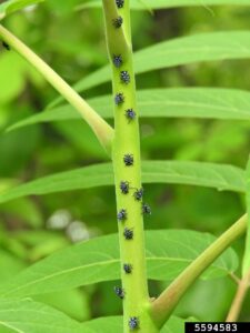 The image shows many small, black and white insects on a plant stem. They are about a fourth as wide as the stem.