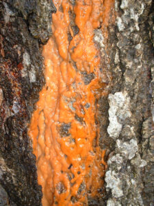 Close view of orange goo on tree trunk