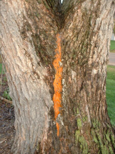 Orange goo on elm