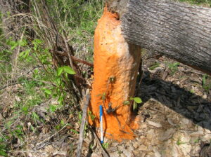 Orange goo on a tree felled by a bever
