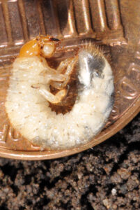 White pouch under jaw of AGB grub