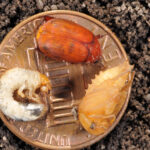 Asiatic garden beetle; adult, pupa, grub