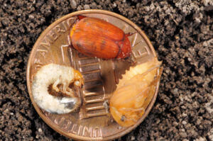 Asiatic garden beetle; adult, pupa, grub