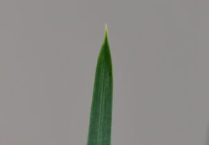 Boat shaped leaf tip.