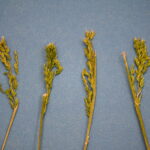 Seedheads before the panicles mature.