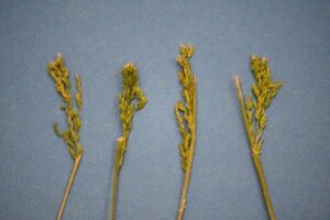 Seedheads before the panicles mature.