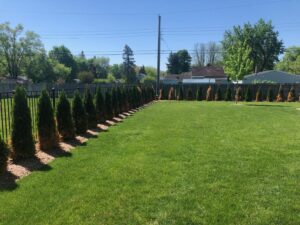 Arborvitae are commonly used as a screen or windbreak in the Midwest landscapes.