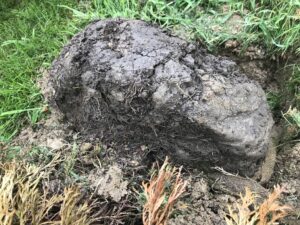 In heavy soils, drainage can be an issue in newly transplanted plants. This picture is the root ball of a B&B arborvitae that had poor drainage in the planting hole.