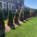 Water stress can cause dieback and death on arborvitae. Most conifers have delayed symptoms, so many times it’s too late to correct the problem once symptoms are visible.