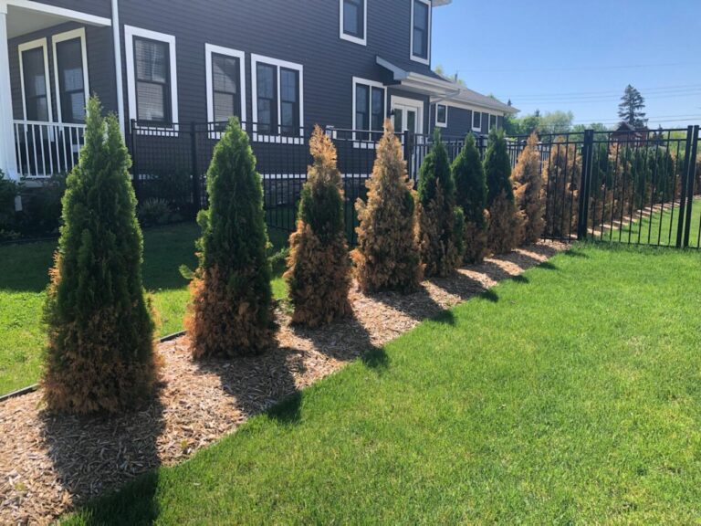 Water stress can cause dieback and death on arborvitae. Most conifers have delayed symptoms, so many times it’s too late to correct the problem once symptoms are visible.