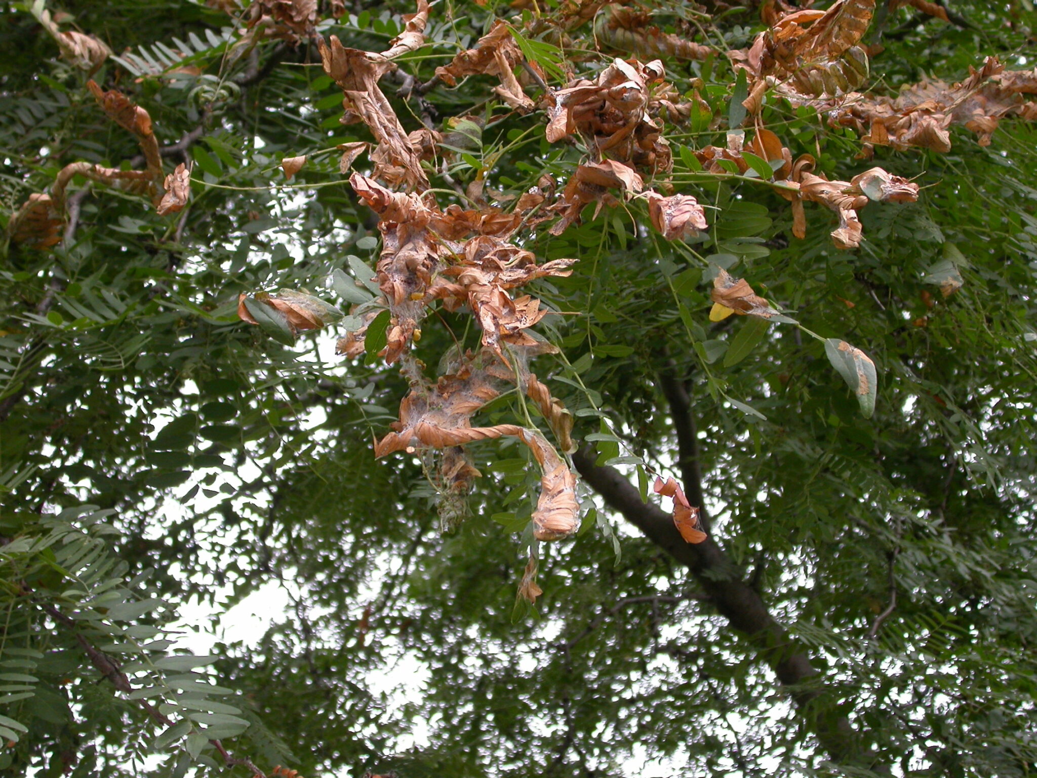 Keep Honeylocust Trees from a Pest Nightmare