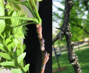 Calico (right) and European fruit lecanium (left) scales are common problems on honeylocust.