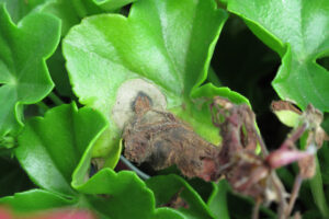 Botrytis cinerea that infected fallen flower, spreading to leaves and sporulating. 