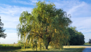 Willow showing yellowing of older leaves on lower branches.