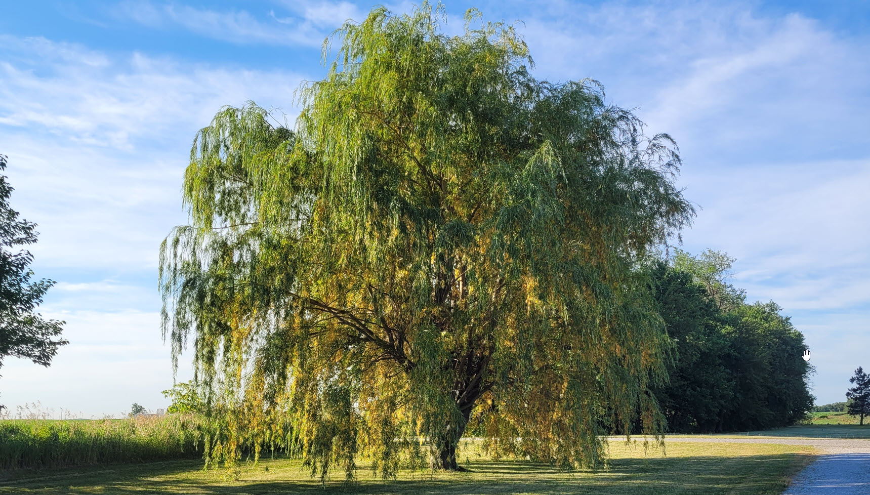 What is happening to the Weeping Willows? Purdue Landscape Report