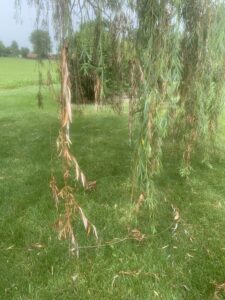 Branch dieback developing on stressed willow trees