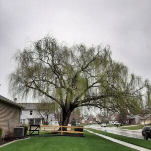 Willow tree showing decline symptoms