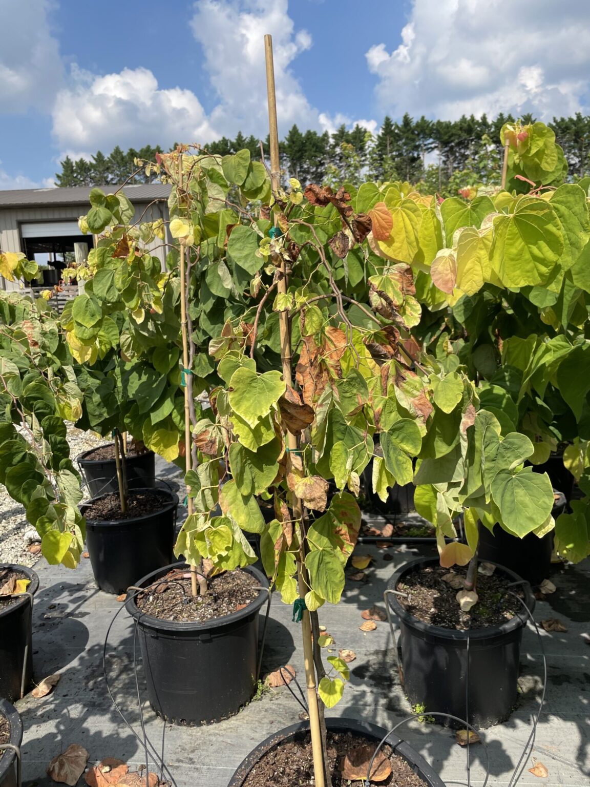 Vascular Streak Dieback of Redbud What Plant Pathologists Know so far