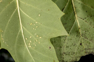 uliptree aphids (leaf on left) produced honeydew that turned black with sooty mold (right leaf)