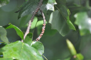 Brown and orange tuliptree scales on this twig excreted liquid honeydew that became infested with black sooty mold.