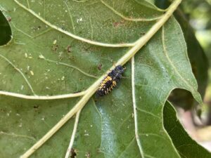 This black and orange lady beetle larva is attracted to the honeydew and feeds on aphids and scale insects.