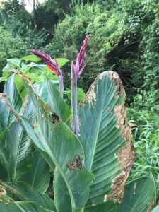 Canna leaves and flowers are readily attacked and consumed by adult Japanese beetles.
