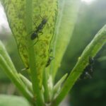 2. Ants harvesting aphid honeydew, a sugar-rich sticky liquid, on underside of Joe Pye Weed leaf