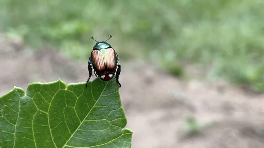 beetle movie