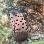 Adult Spotted Lanternfly