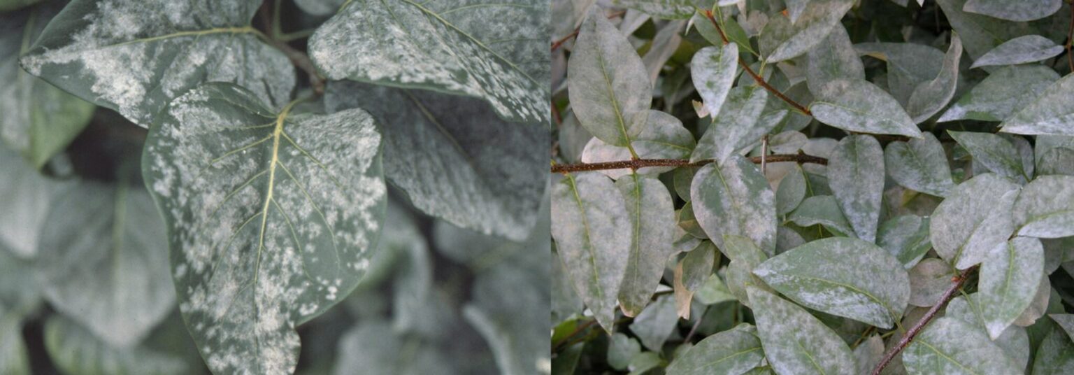 Lamentable Lilac Leaf diseases