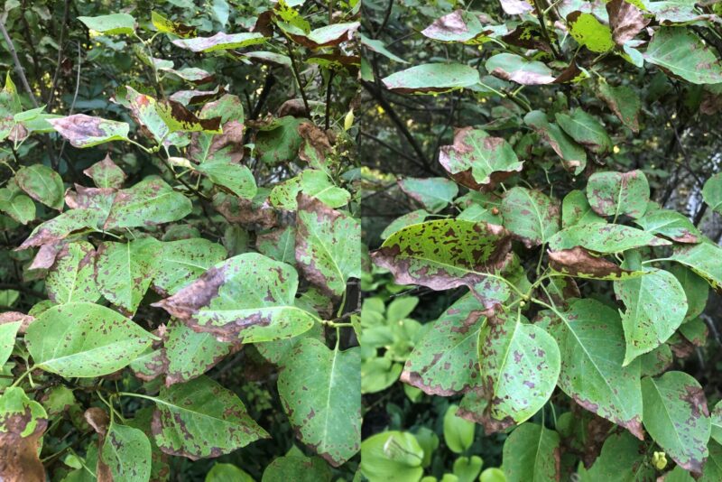 Lamentable Lilac Leaf diseases