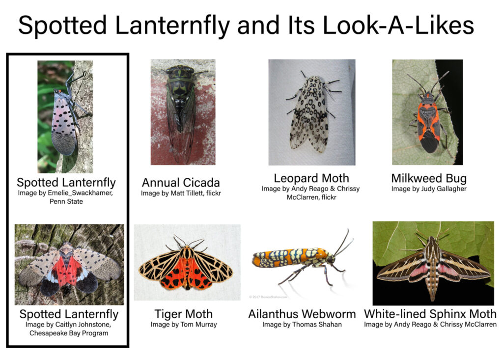 spotted lanternfly lookalikes