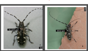 Two spotted black beetles with striped antennae. The Asian longhorned beetle (ALB) on left has more prominent stripes and spots on forewings are located near the edge.