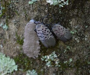 Eggs of spotted lanternfly often look like mud.