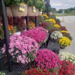 Chrysanthemums line the store front