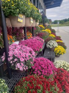 Chrysanthemums line the store front
