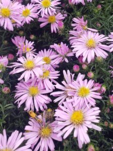 Wood's pink Aster