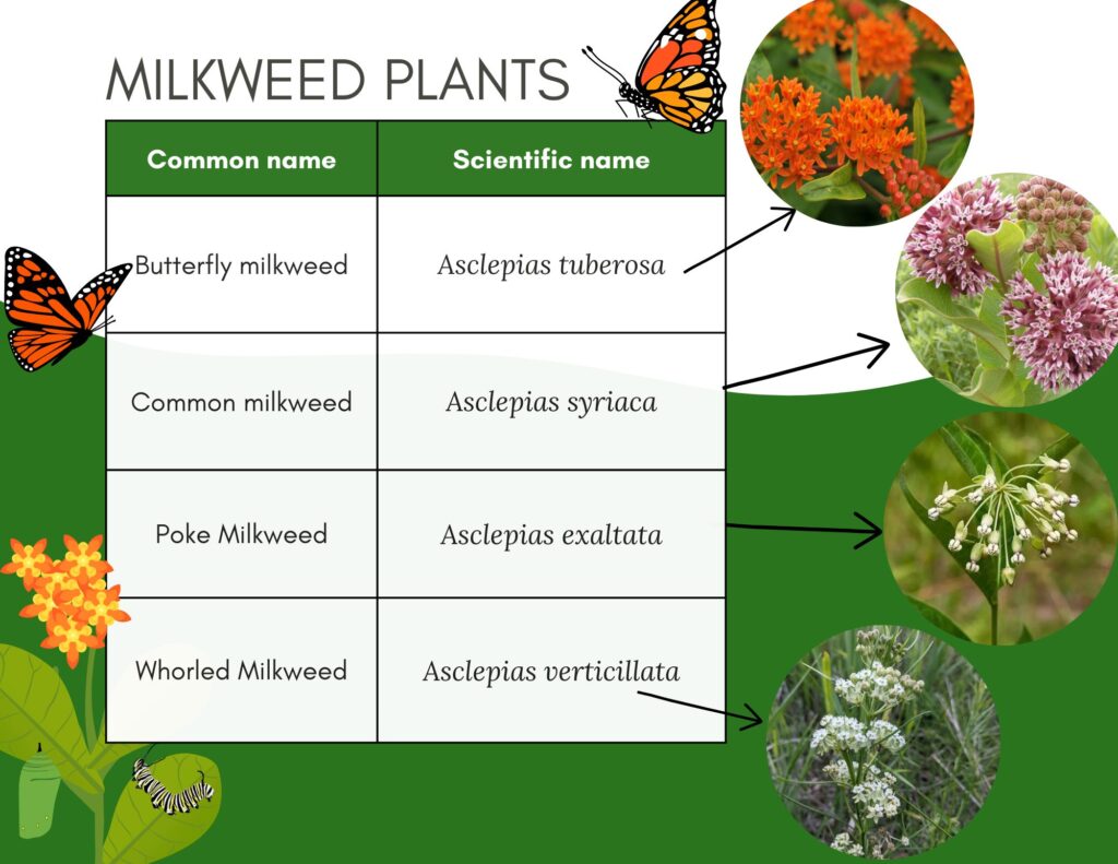 milkweed species