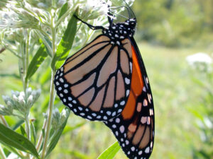 Monarch feeding on nectar