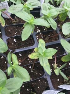 zinnia seedlings