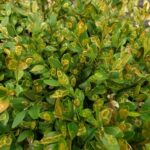 boxwood with ringspots