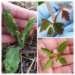 canada thistle, poison ivy, giant ragweed