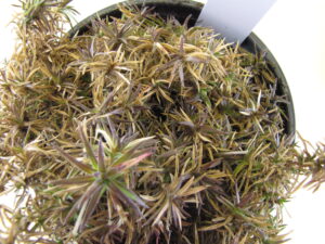 Nursery plants may be more severely affected due to frequent irrigation.