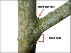 branch collar