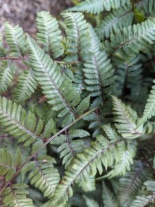 close-up of Japanese painted fern