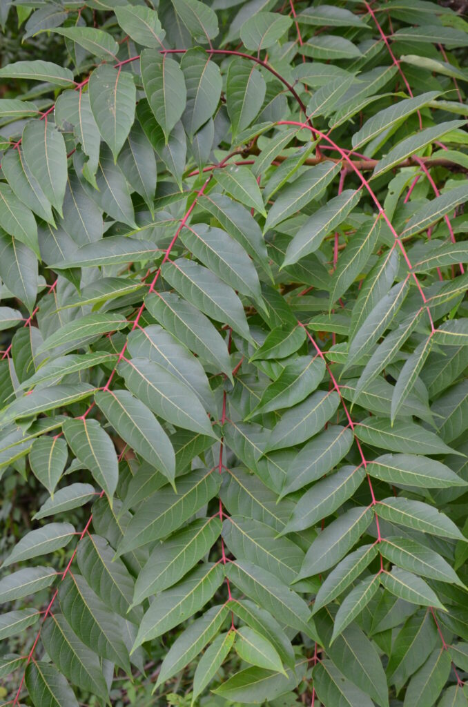 TreeofHeaven is not so Heavenly