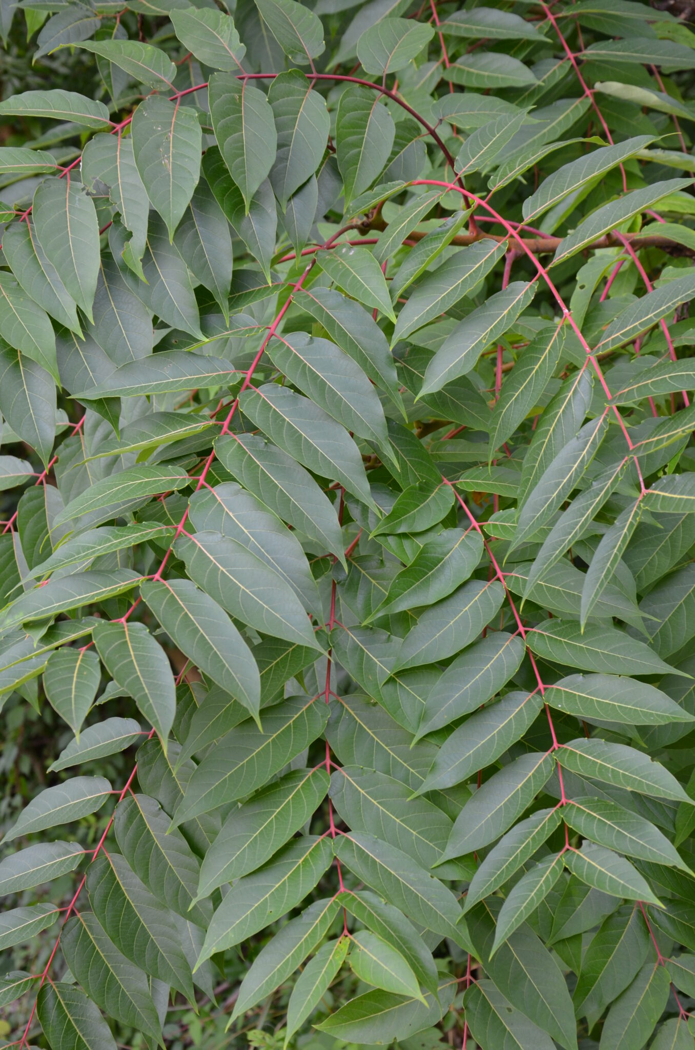 What Tree Is Called The Tree Of Heaven
